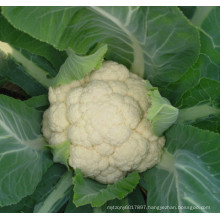 HCF12 TI early maturity f1 hybrid white cauliflower seeds for planting